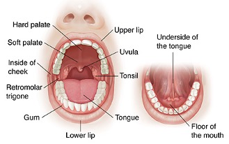 Parts of the Mouth