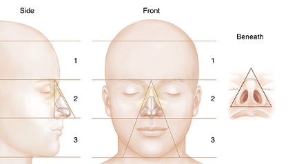 Nasal Anatomy