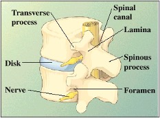 Two vertebrae with a disk between them