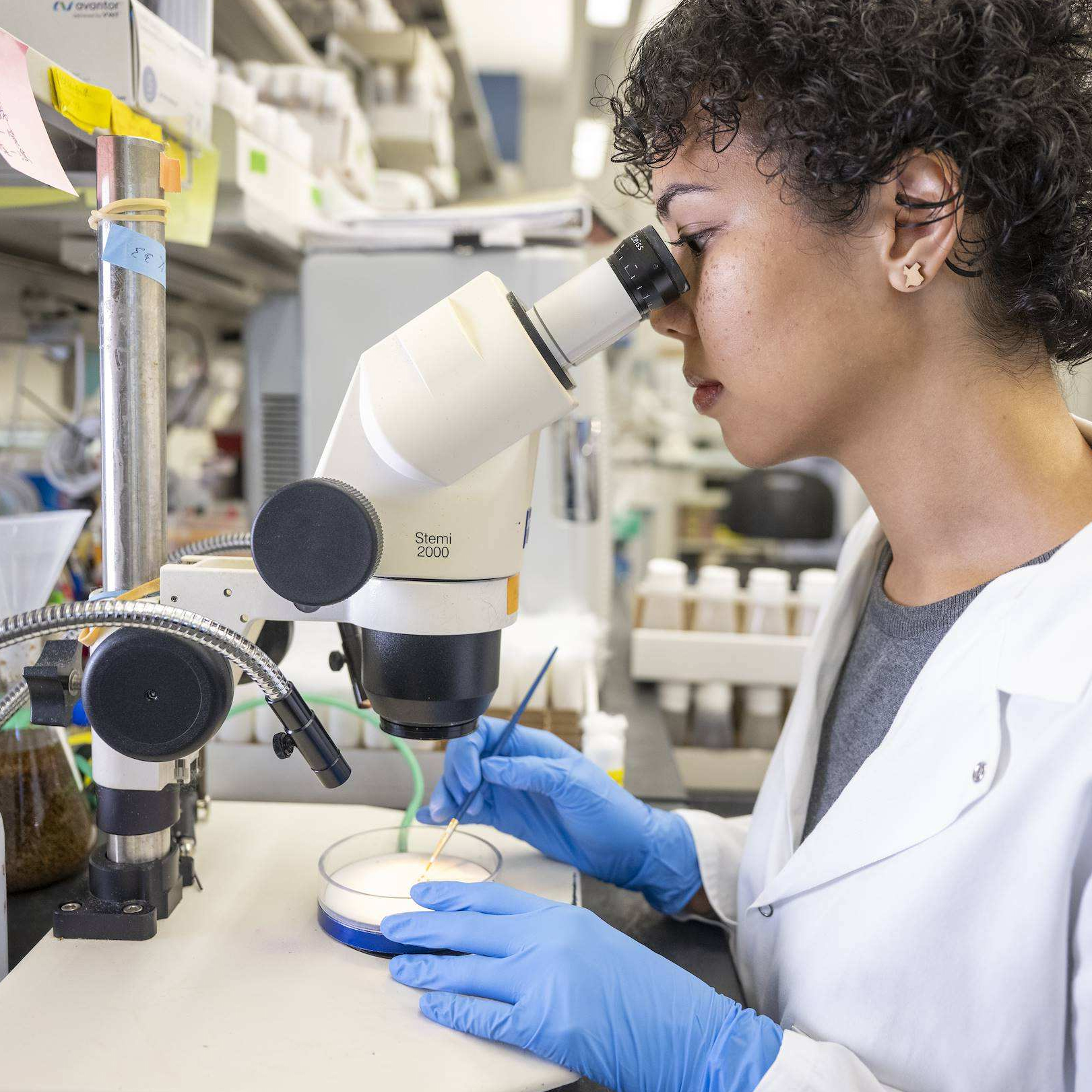 A researcher wearing blue gloves using a microscope to examine a sample in a dish.
