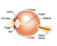 Eye-Anatomy