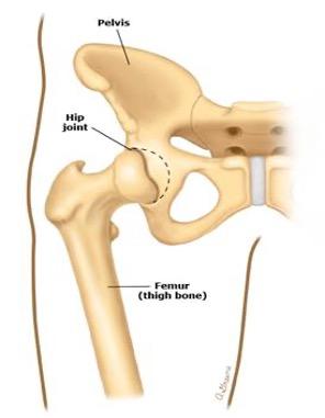 Hip Joint