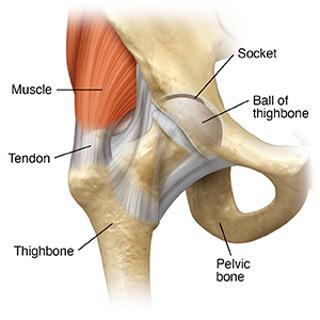 Left Snapping Hip Snapping Hip | Texas Children's