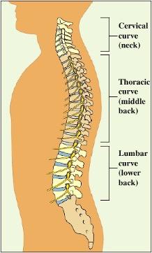 Spine-Anatomy