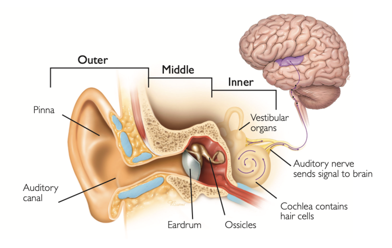 Hearing Pathway