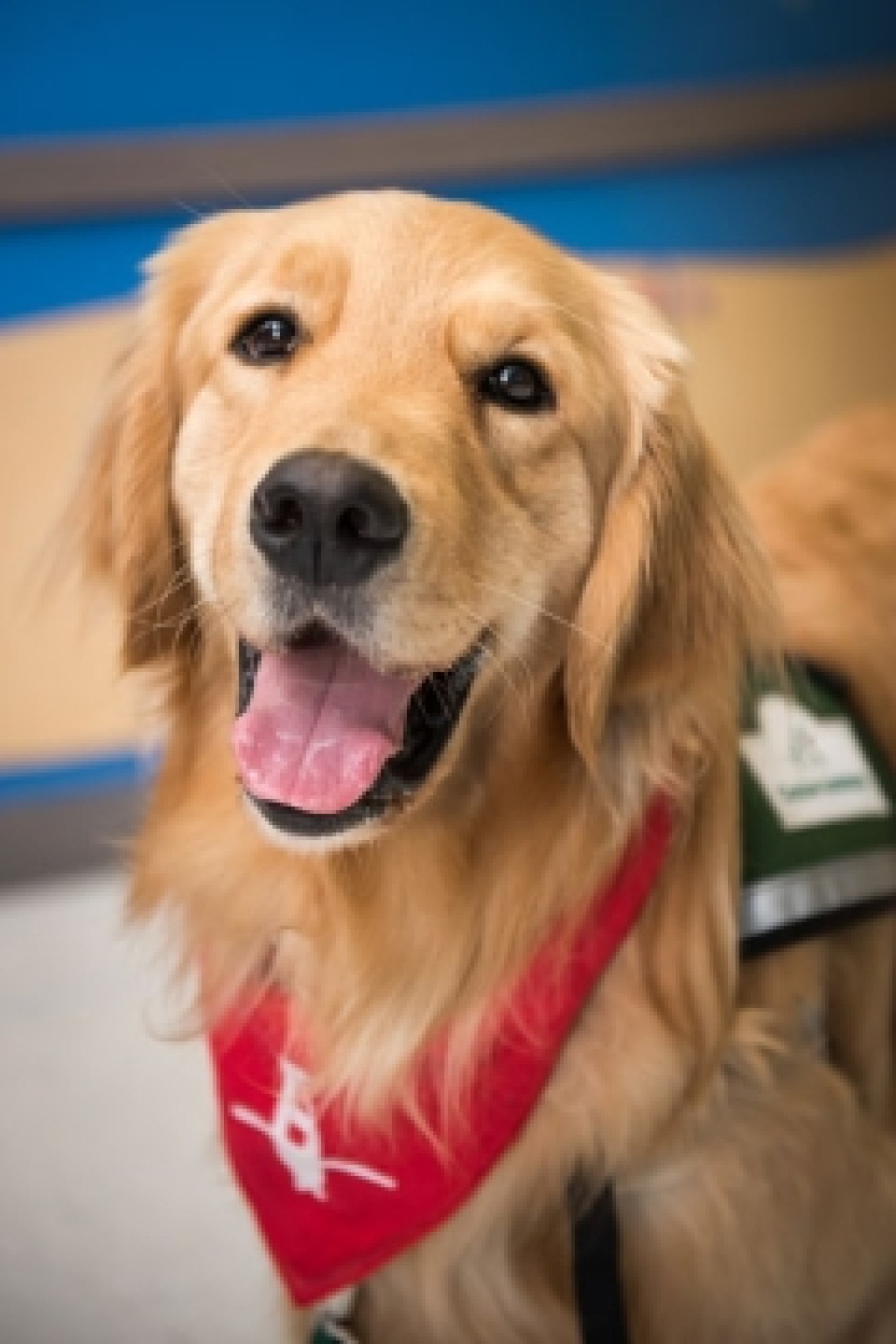 Pinto the Therapy Dog