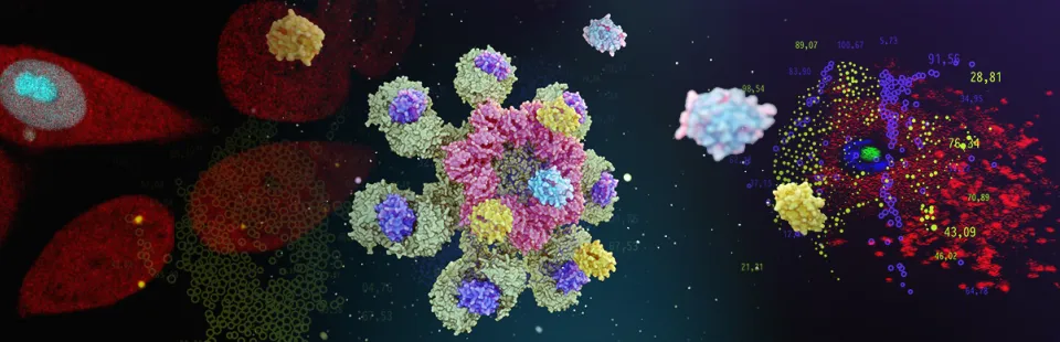 <p>Tumorigenesis and Genomic Stability</p>