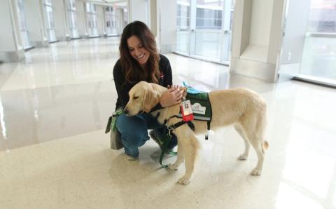 Texas Children’s Hospital’s First Therapy Dog and Her Child Life Specialist to Retire   After Nearly 2,000 Patient Visits and More Than 12,000 Bedside Interventions